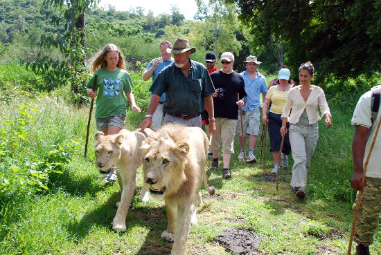 lion ile maurice